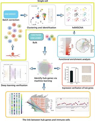 Integrated analysis of single-cell sequencing and machine learning identifies a signature based on monocyte/macrophage hub genes to analyze the intracranial aneurysm associated immune microenvironment